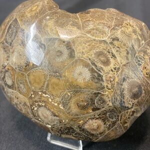 Petoskey stone fragments of a coral reef about 300 million yrs ago 197 g